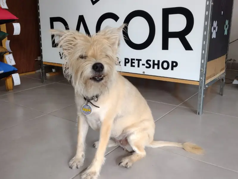 Mascota feliz en la veterinaria